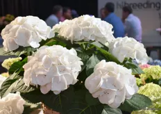 The Hi Ice is the whitest Hydrangea the men from Hibreeding have ever seen.